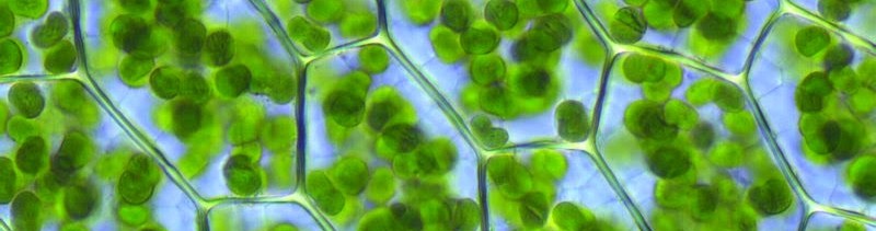 green leaf under microscope