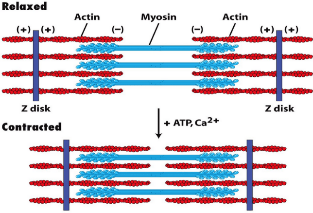 ATP molecule usage in muscle