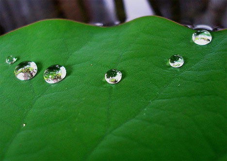 water drops on lotus leave