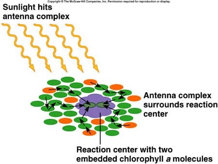 antenna complex in plants