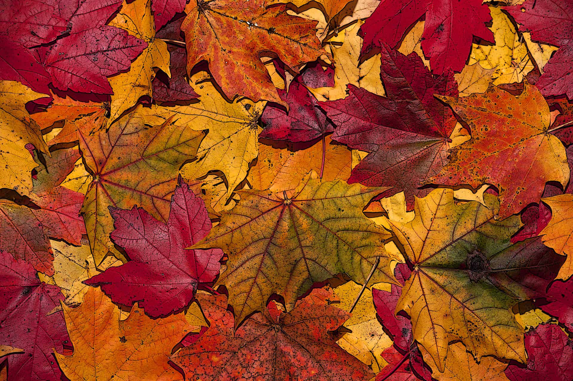 autumn-leaves colors