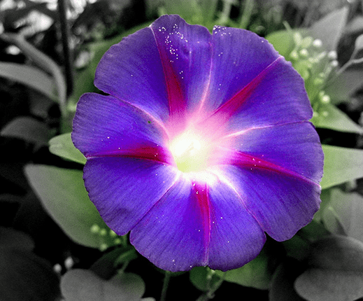 morning glory flower