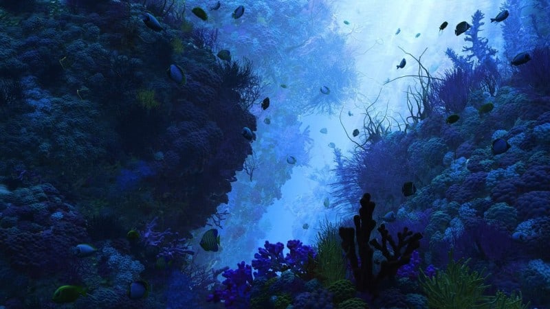 underwater picture