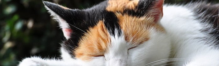 Are calico cats always female?