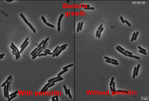 Bacteria growth