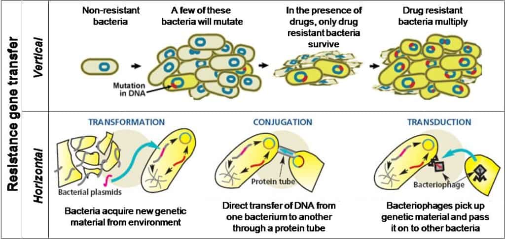 Gene transfer